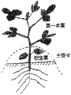 大納言小豆
