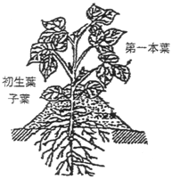 黒枝豆