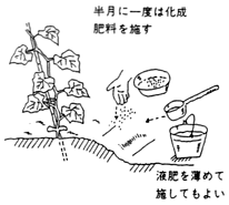 キュウリ