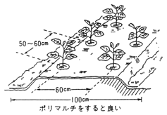 ナス