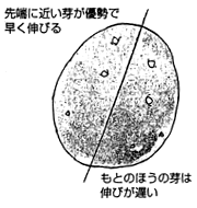 ジャガイモ