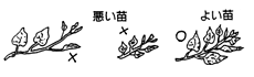 サツマイモ