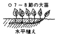 サツマイモ