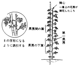 トマト
