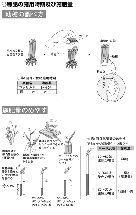 お米の営農情報