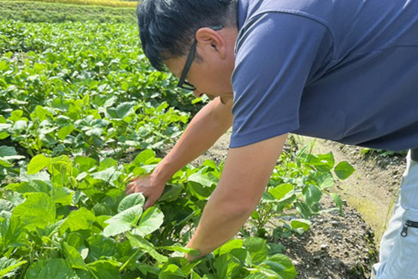 丹波大納言小豆採種ほ場審査　9/2