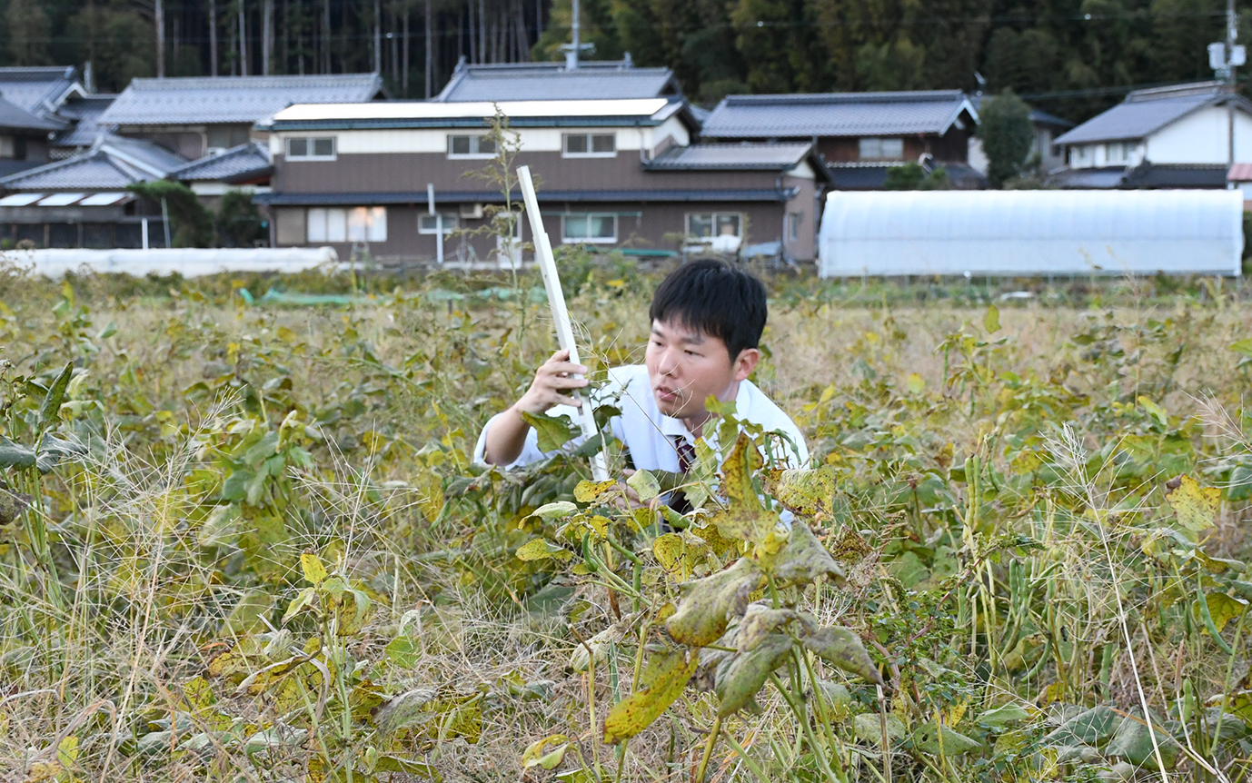 丹波大納言小豆生育調査　11/5